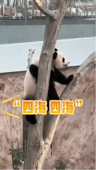 熊猫“四海”听到四川话，基因都动了｜图源：微信