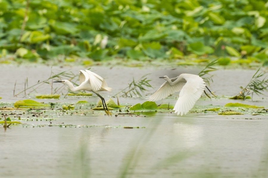 白鹭在白洋淀水面上飞舞（2022年7月10日摄）。