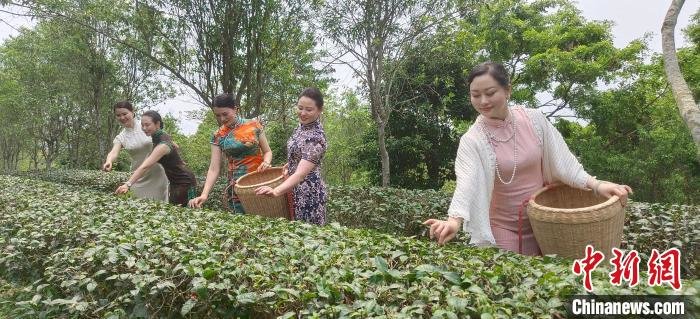 广东最大金花茶生产基地举办春茶文化月活动