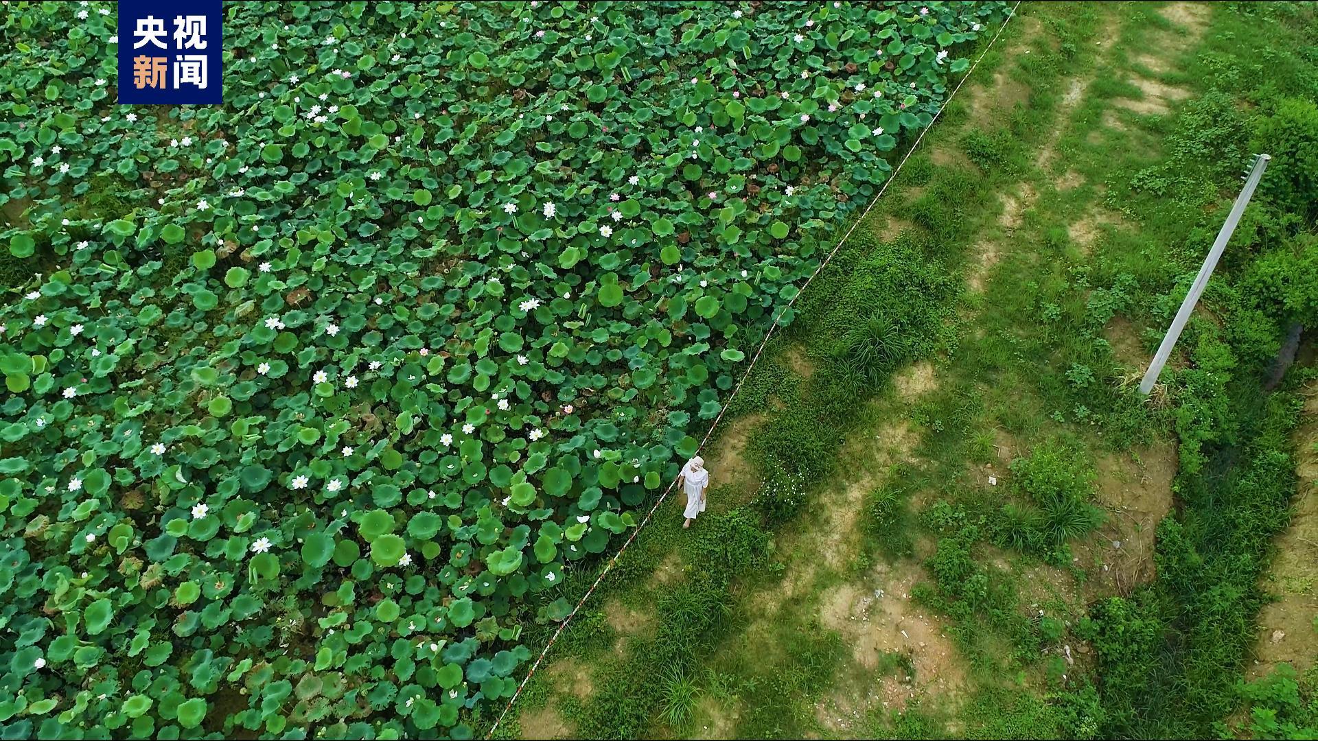 △韶关浈江区垦造水田荷塘