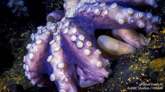 紫色的珍珠章鱼守在深海温泉旁，孵化它们的后代。