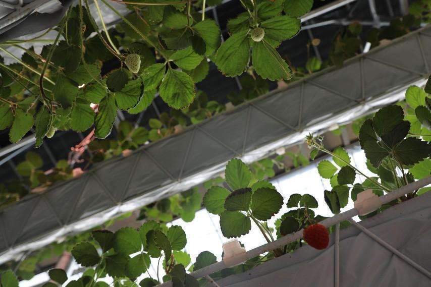 智能温室大棚里的草莓。本报记者杨雪丹摄