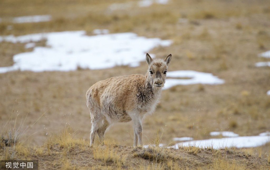 3月25日,成群的藏羚羊在位于青海省玉树藏族自治州的世界自然遗产地可可西里觅食。中国第51处世界自然遗产地可可西里,地处三江源国家公园长江源园区。被誉为“高原精灵”的藏羚羊,是可可西里地区“旗舰物种”。