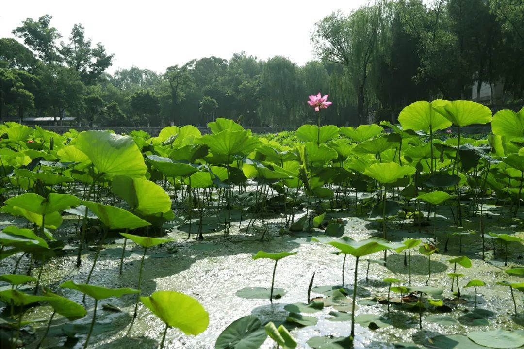 马蹄湖小景