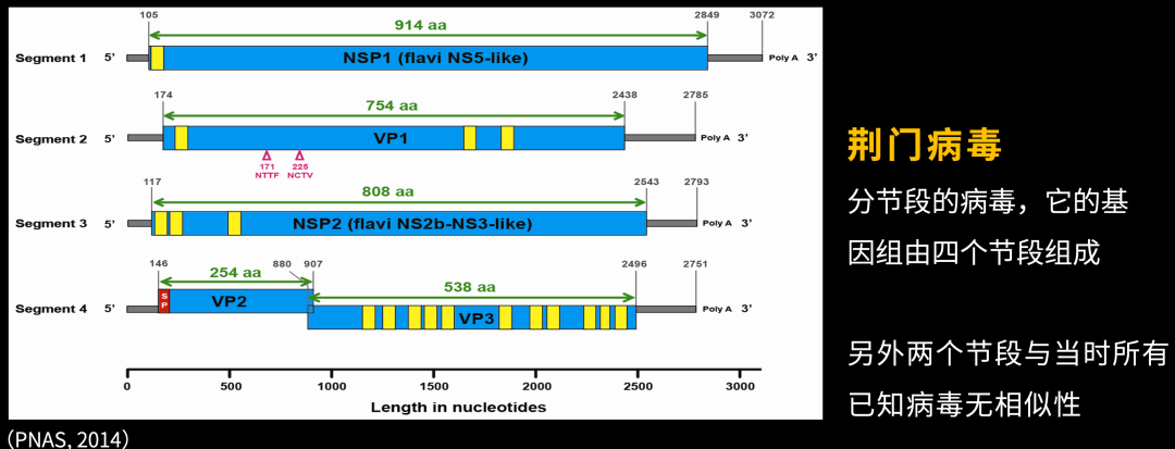 病毒学家张永振:未来5年还会不会出现新发突发传染病?可能规模不会像新冠这么大,但出现是必然