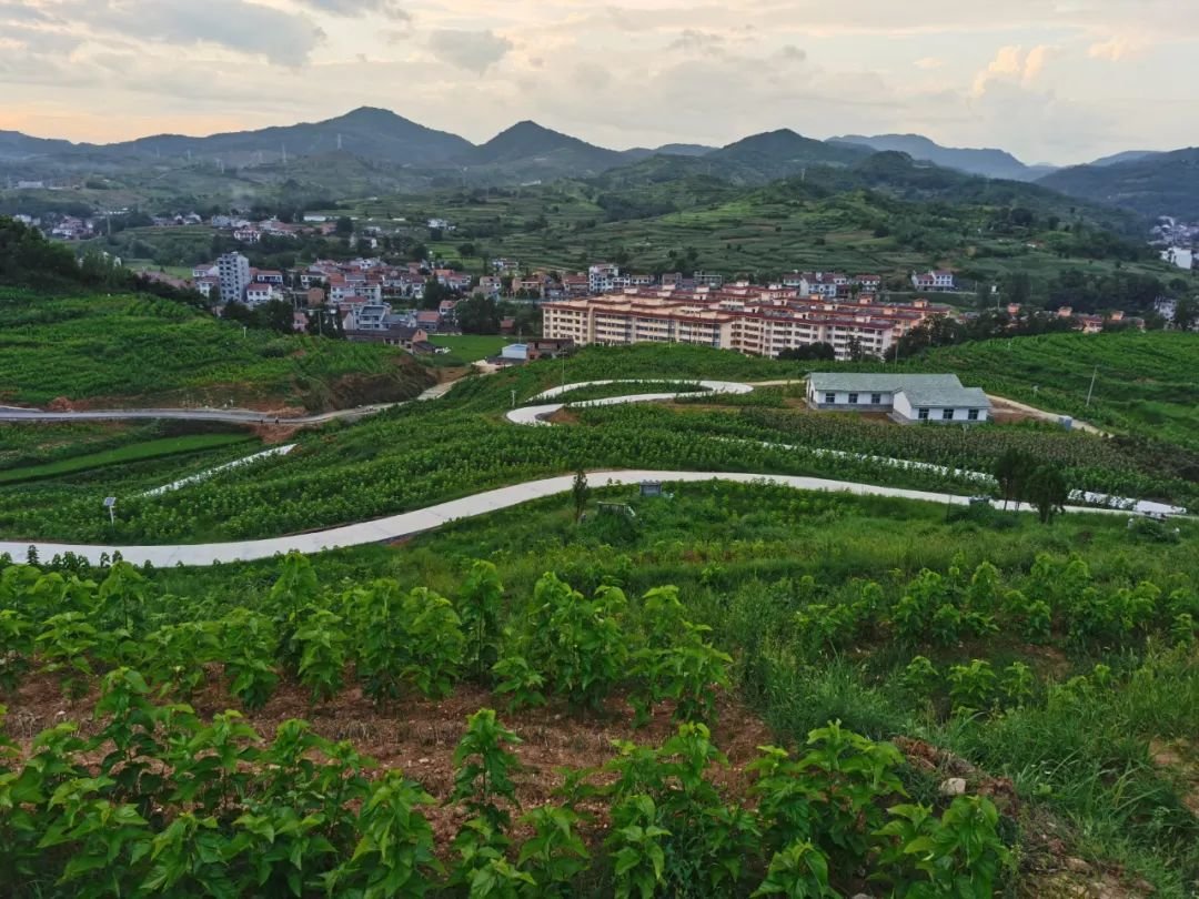 位于汉阴县兴隆家园易地扶贫搬迁社区内的蚕桑产业园,20个蚕室零星分布其中。