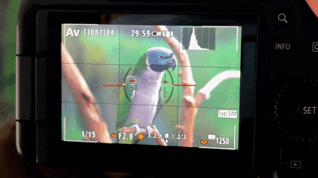 佳能EOS R6+RF镜头:年轻人的第一套全幅微单组合