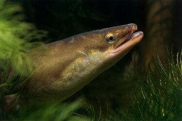 欧洲鳗鱼在野外濒临灭绝，水污染（包括非法药物）是问题的一部分。