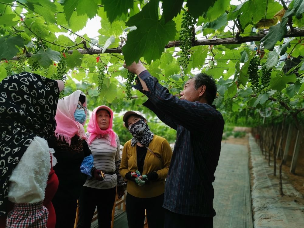 在永宁县望洪镇农丰村，“导师帮带”农户掌握葡萄新品种栽培技术。（资料照片，银川市委人才工作局供图）