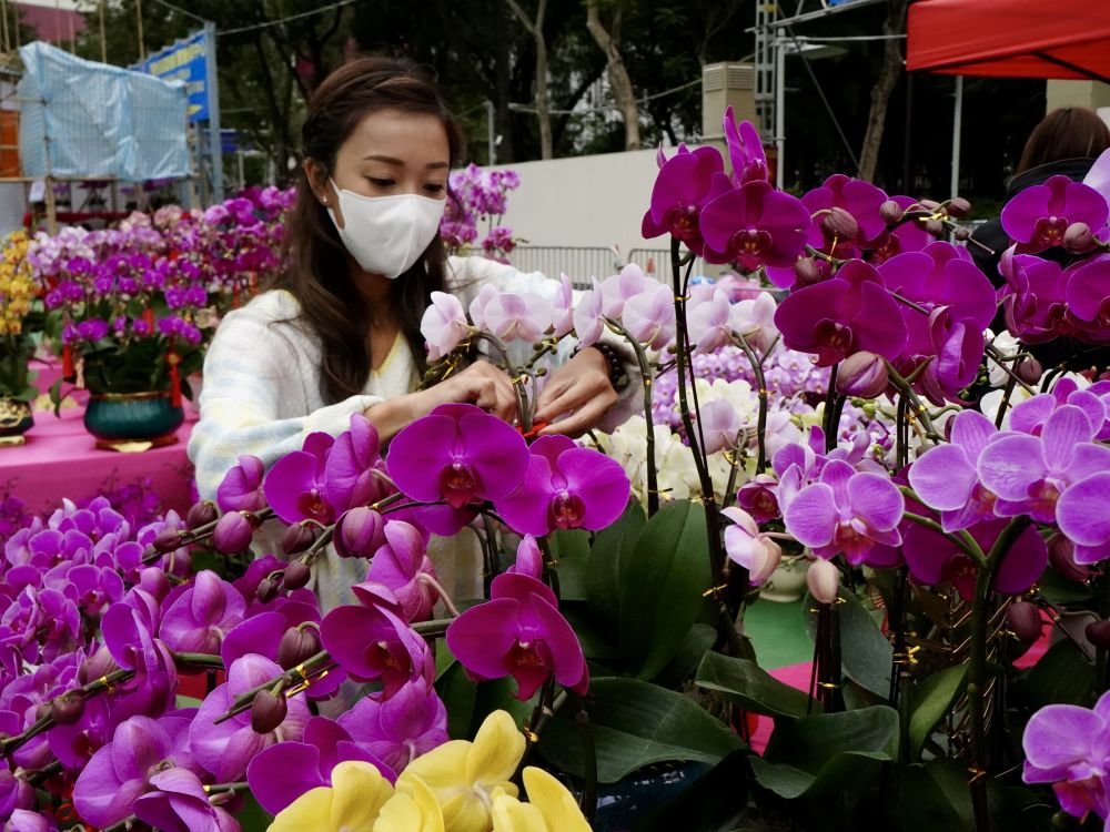 1月16日，在维多利亚公园年宵花市，香港女孩吴乐琳在布置自家的花摊。 新华社记者 褚萌萌 摄