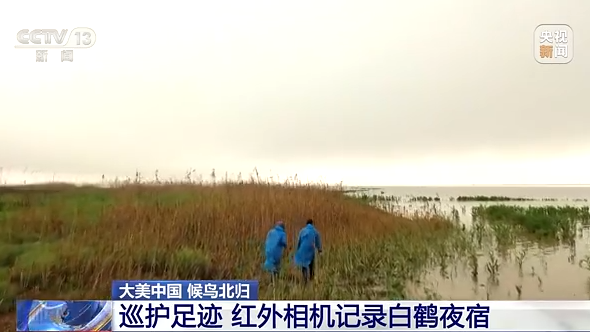 大美中国 候鸟北归丨看白鹤归来“熊猫鸟”捕食尽显霸气