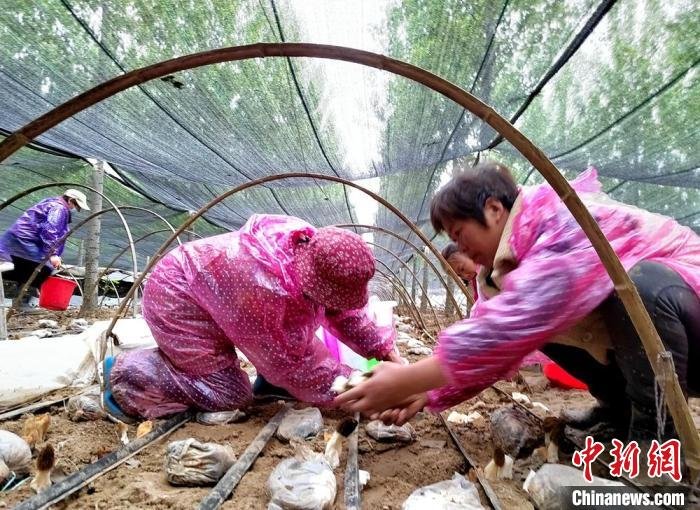 江苏徐州大沙河畔林下种植羊肚菌“沙土窝”蝶变“致富湾”