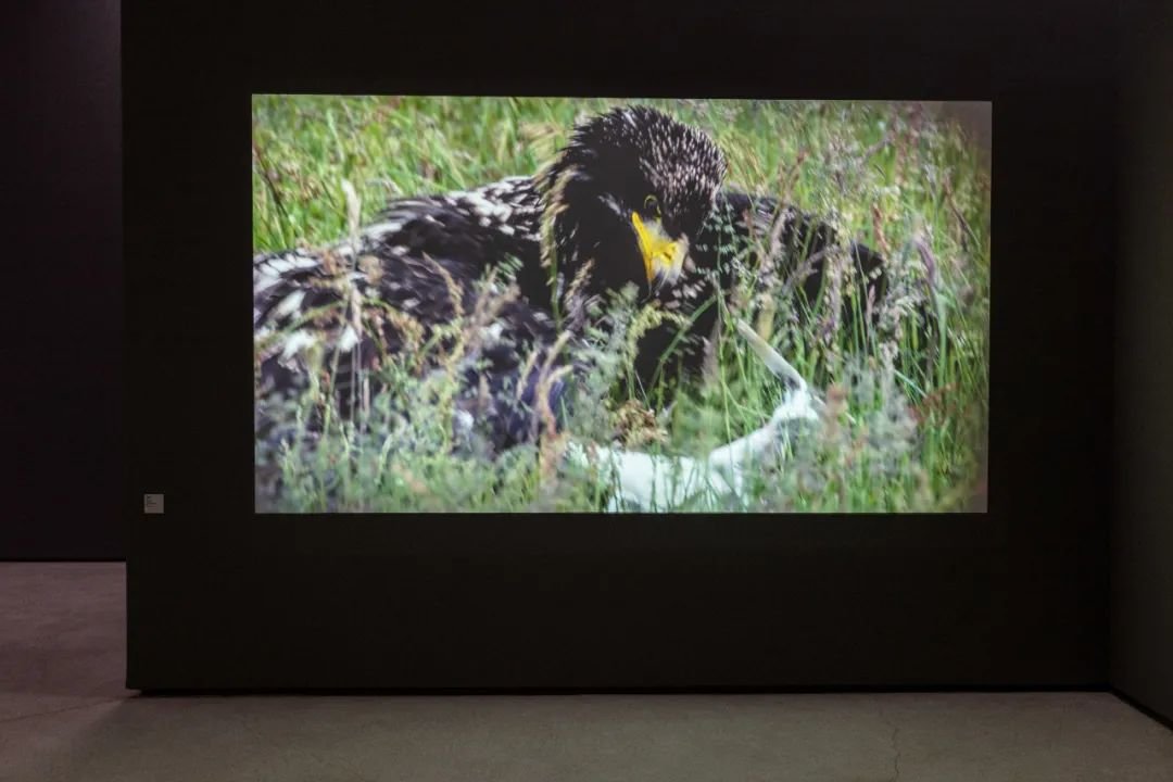 ▲ “趣时”展览现场,米尔恰·坎特尔(Mircea Cantor)作品在红砖美术馆展览现场,2023,图源:红砖美术馆