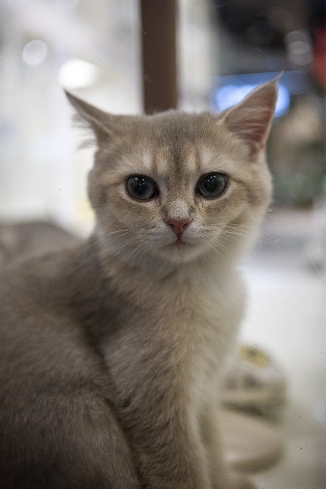 【有料评测】尼克尔Z DX 24mm f/1.7评测:轻量化大光圈定焦镜头