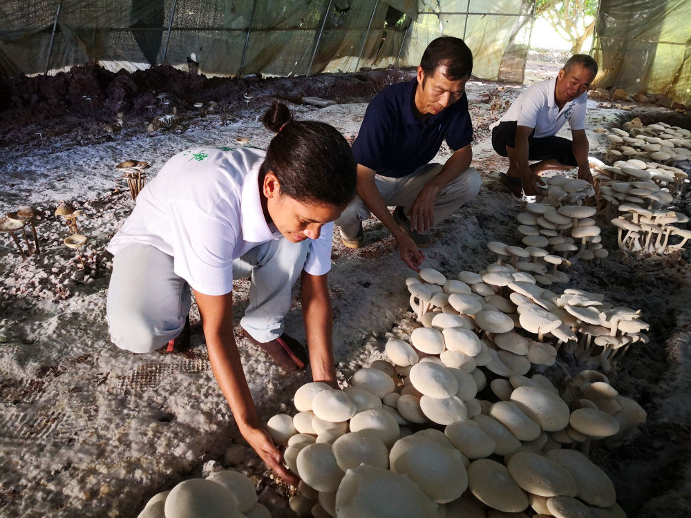 2018年6月12日，在斐济楠迪，中国专家和当地雇员在检查菌菇生长情况。新华社记者 张永兴 摄