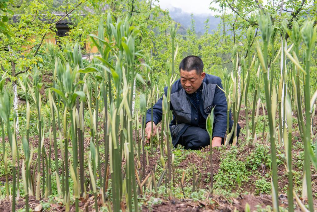 4月14日，村民陈朋在地里管护种植的黄精。新华社记者 唐奕 摄