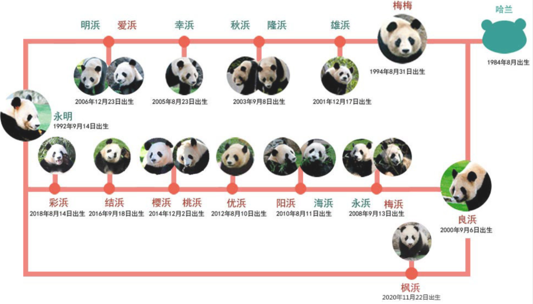 被质疑遭受“虐待”的旅美大熊猫 总算要接回来了