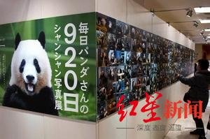 ↑为送别“香香”，上野一家百货商店展示了它的920张照片