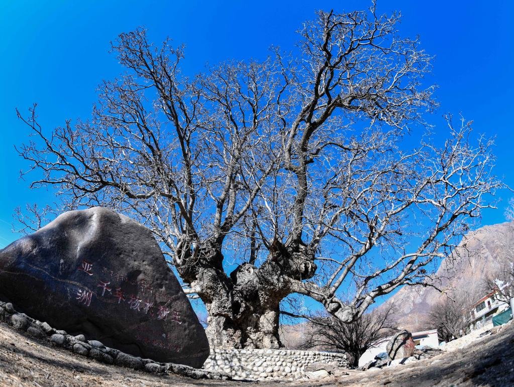 山南市加查县拉岗村的千年核桃树（2月1日摄）。新华社记者晋美多吉 摄