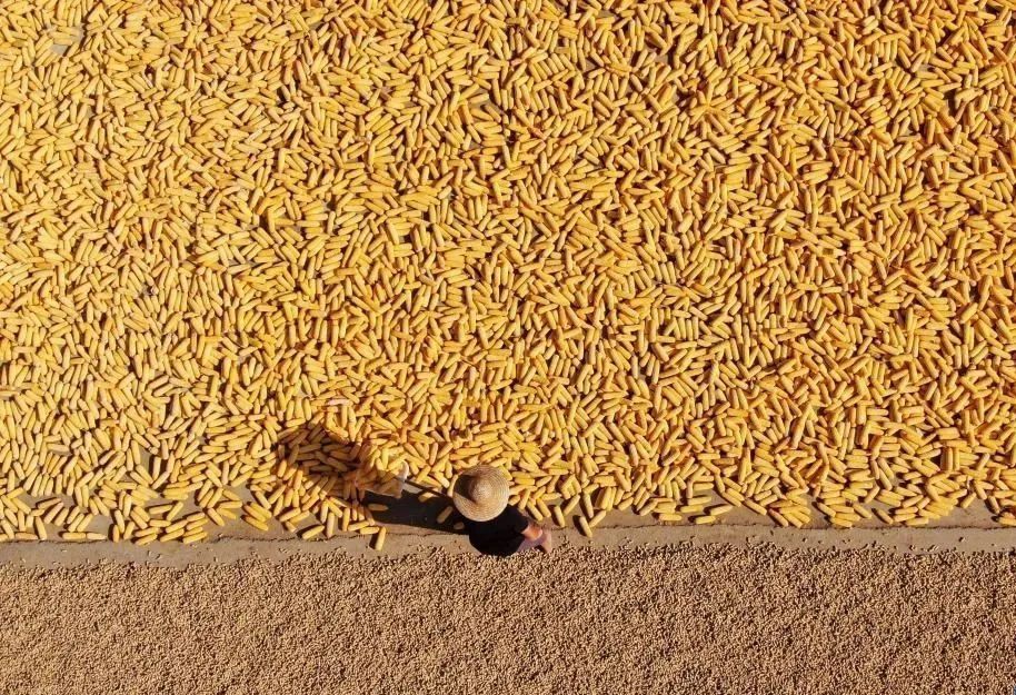 △9月14日，山东省临沂市平邑县地方镇东家庄村村民在晾晒收获的花生和玉米。