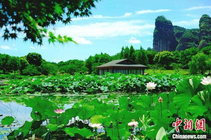江西省鹰潭市龙虎山景区花语世界现夏日荷塘美景。 张琦 摄