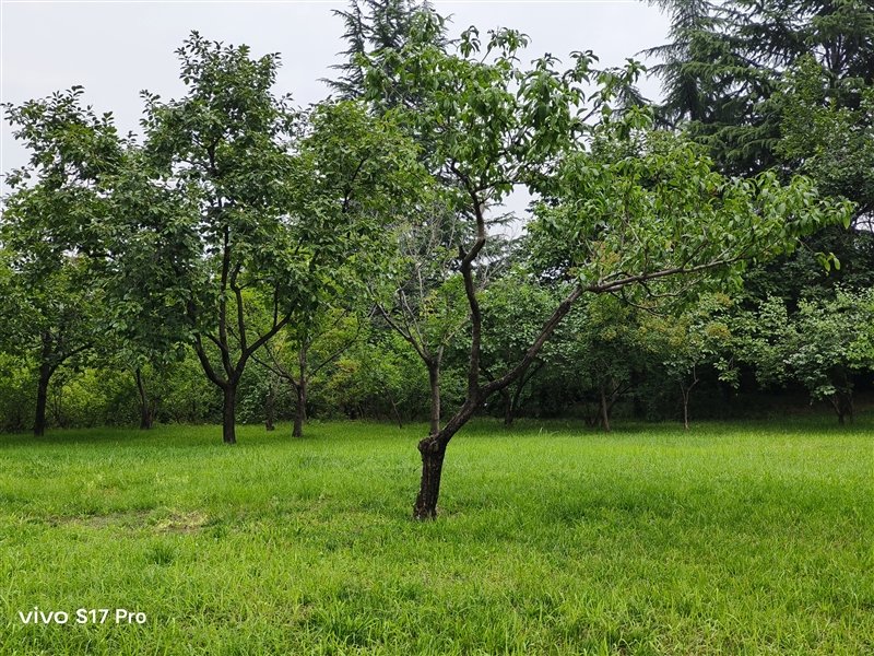 8mm机身以下我最能打!vivo S17 Pro评测:3499元轻薄手机之王