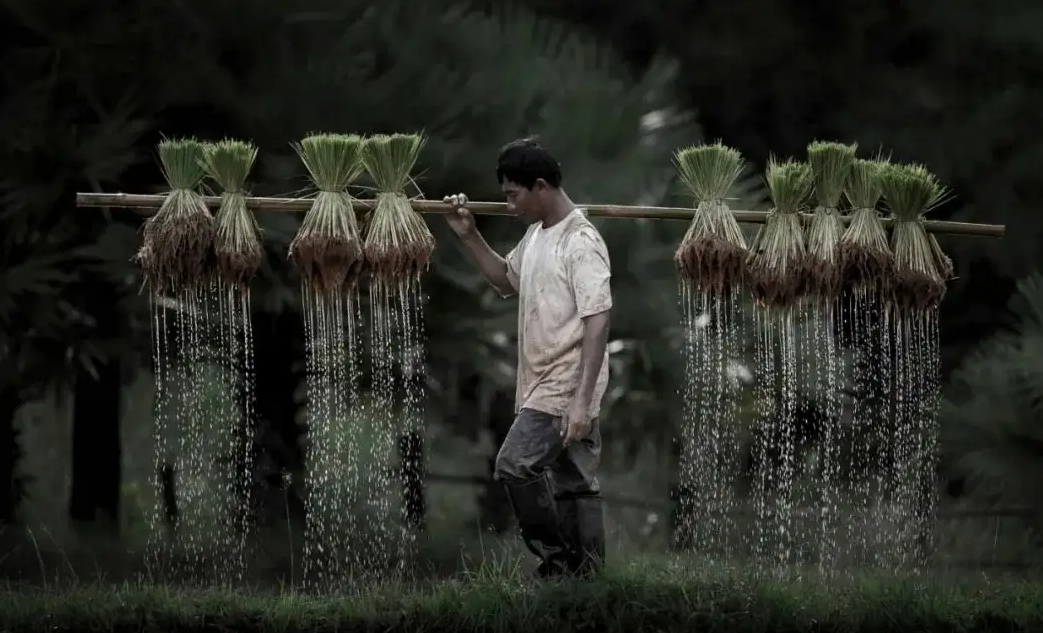 越南独特的气候条件很适合种植水稻