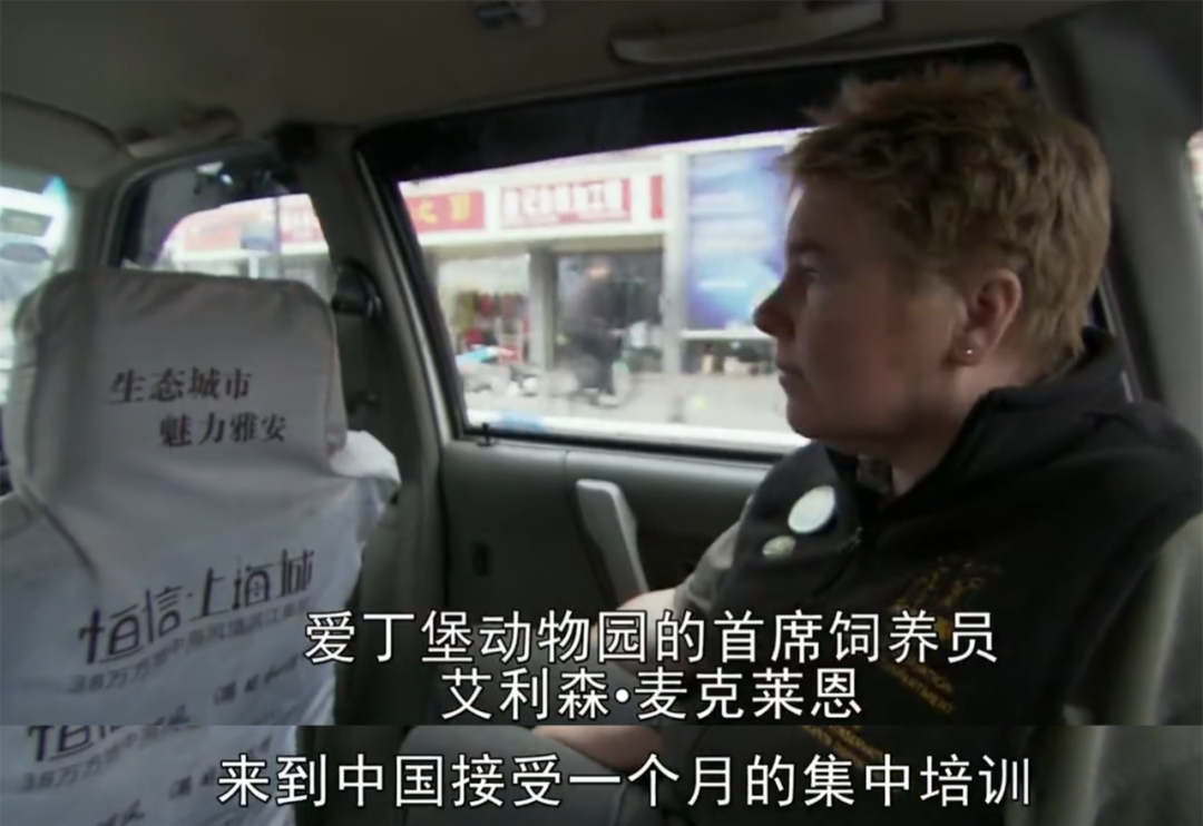 被质疑遭受“虐待”的旅美大熊猫 总算要接回来了