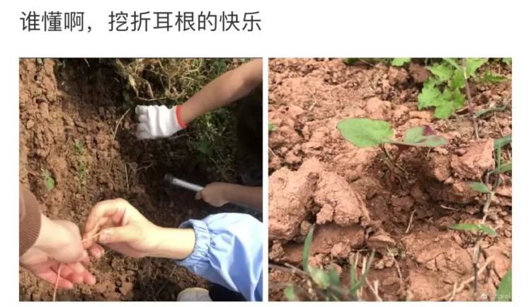 △鱼腥草,还是野生的好。/微博截图