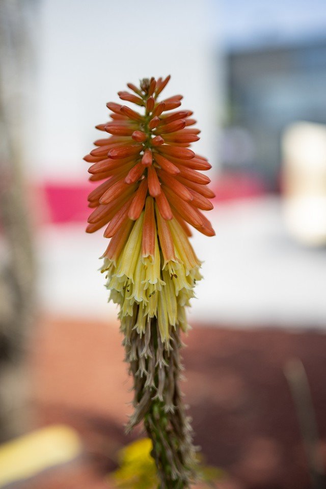 【有料评测】尼克尔Z DX 24mm f/1.7评测:轻量化大光圈定焦镜头