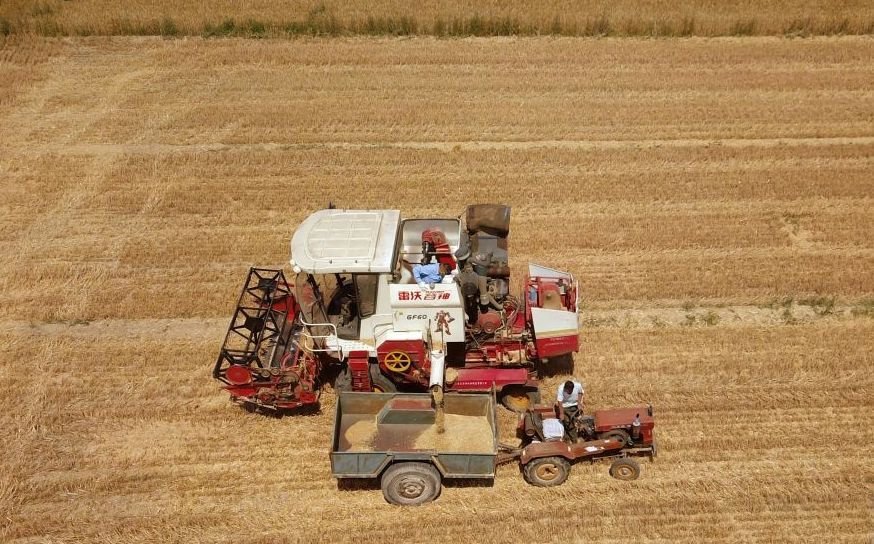 △2023年6月14日，在山东省临邑县林子镇，联合收割机在收获小麦。