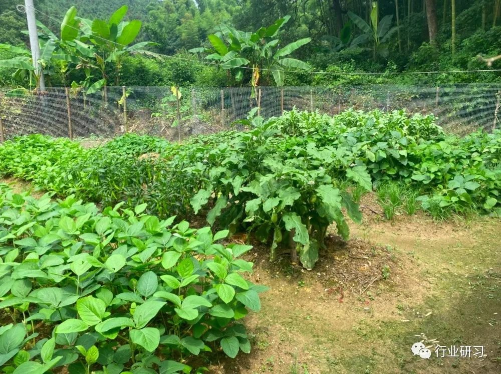 奶奶的菜园子,图片拍摄:李婷