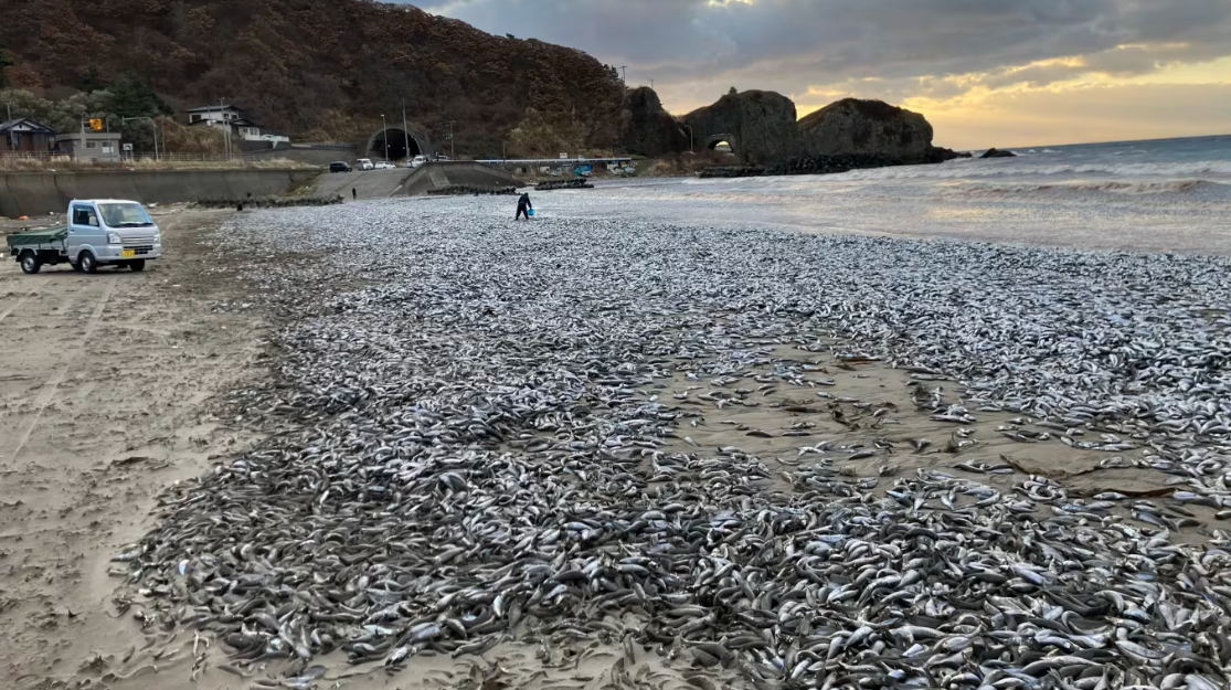 日本北海道的海岸附近出现大量死鱼。(图源:社交媒体)