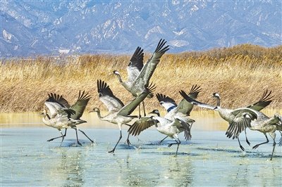 2月2日是第二十七个世界湿地日，北京延庆野鸭湖湿地成功入选新一批国际重要湿地名录，这也是北京市第一个国际重要湿地。北京延庆野鸭湖湿地自然保护区总面积6873公顷，每年有大量候鸟在此停歇、繁殖和越冬，是鸟类迁徙的重要驿站。图为成群的灰鹤在北京延庆野鸭湖湿地嬉戏、觅食。　　