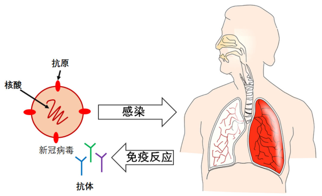 多地开展血清抗体检测,这和全民核酸会有哪些不一样?