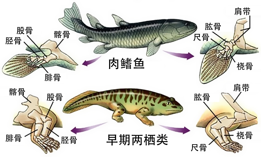 肉鳍鱼和早期两栖类的骨骼比较 翻译自[5]
