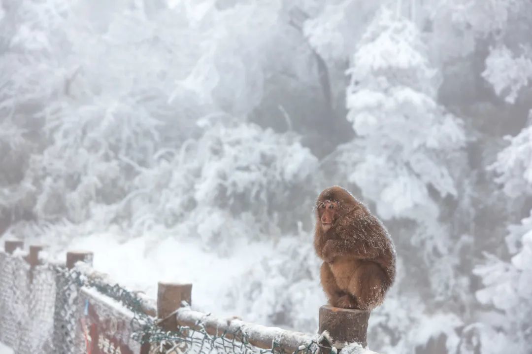 人猴分离，是比较好的解决景区“猴患”的方式。（图/图虫创意）