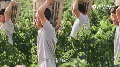 西夏区镇北堡镇昊苑村葡萄园区
