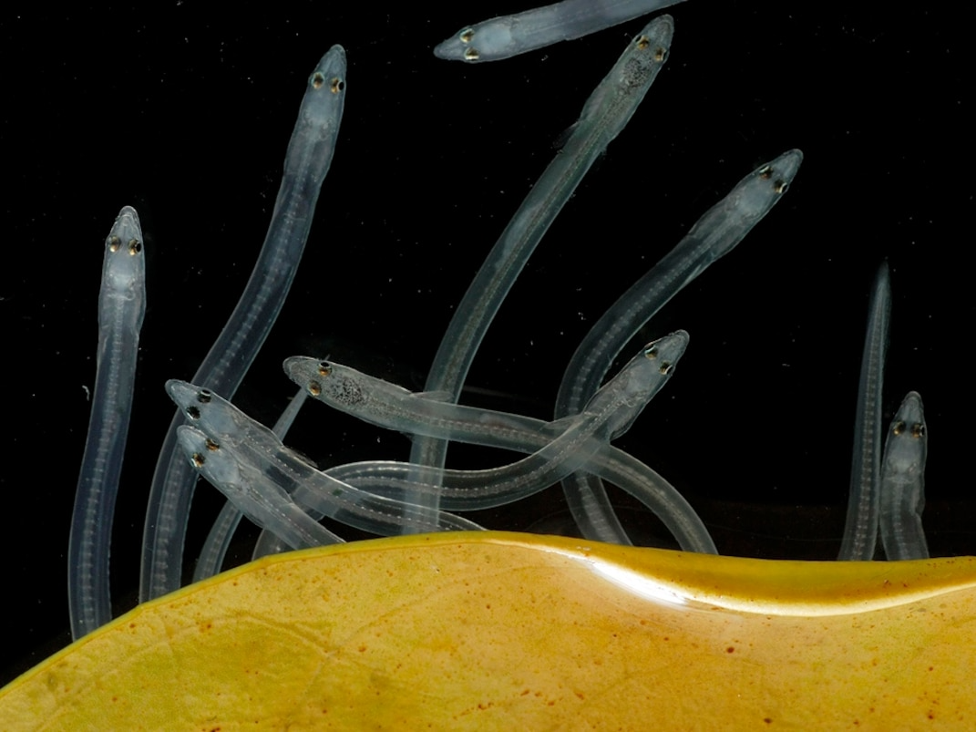 透明的针状玻璃鳗从公海长途迁徙数月后，在冬季涌入河口。