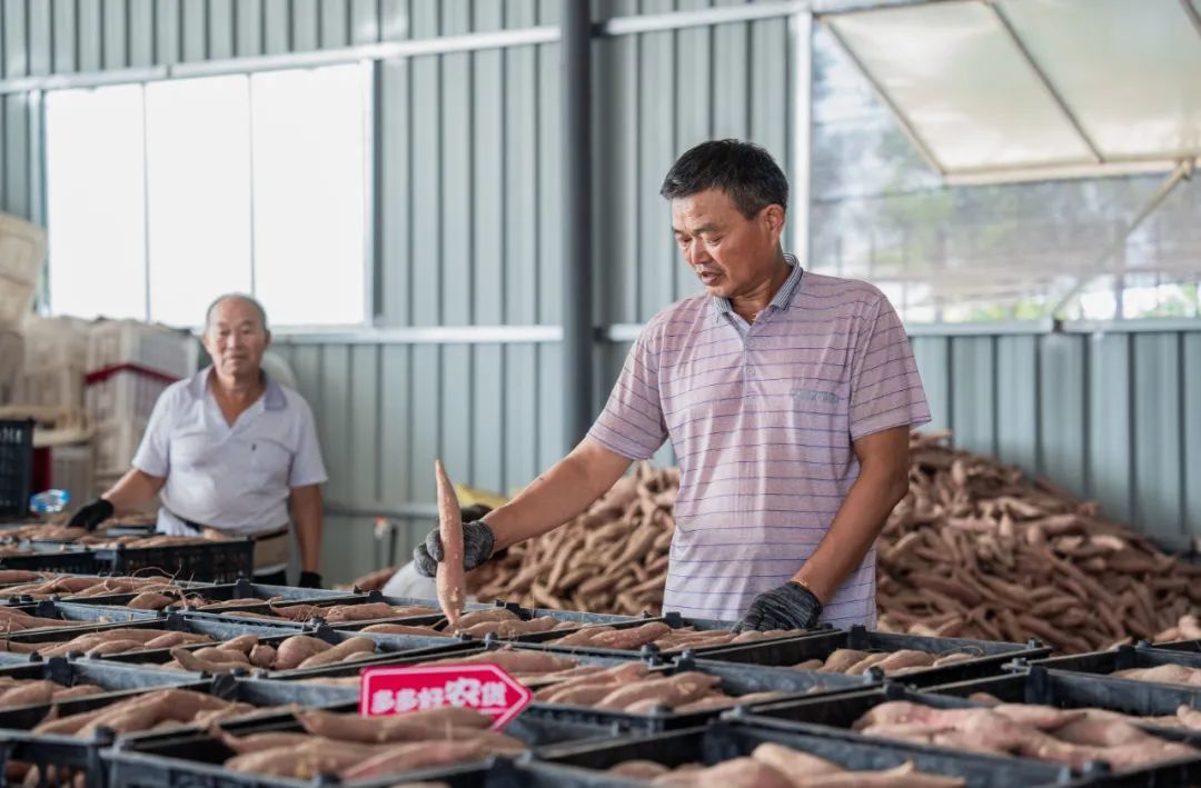 今年7月以来，贾壮志已经带领村民卖出了20万单红薯（摄影：张洪滔）