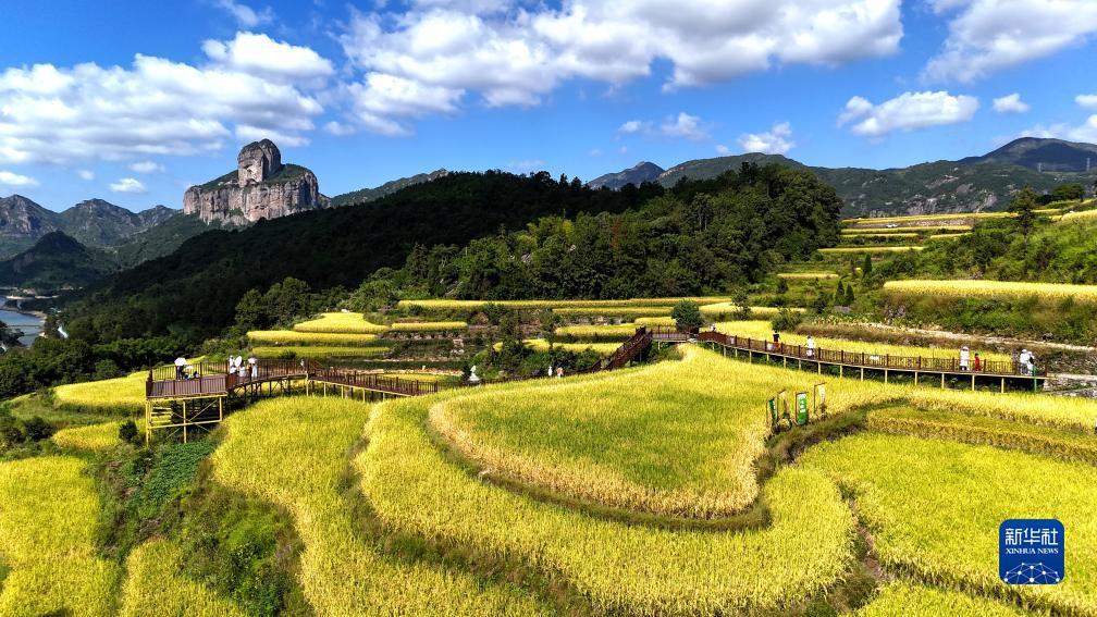 10月3日,游客在浙江省乐清市白石街道中雁村梯田间观光(无人机照片).