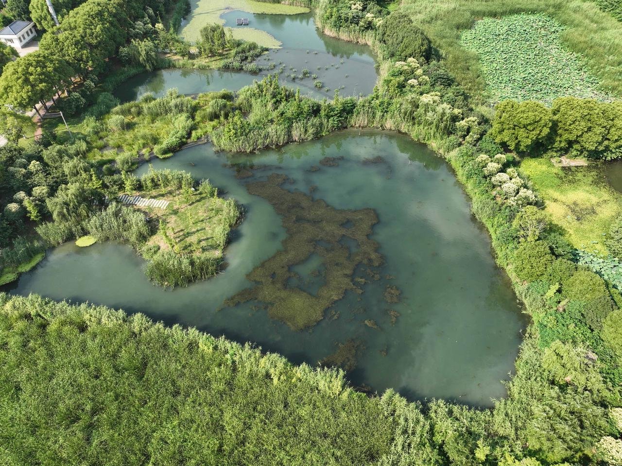 常熟保护修复小微湿地,小水塘孕育绿色大能量_凤凰网