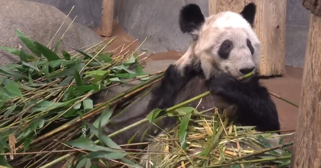 旅美大熊猫丫丫