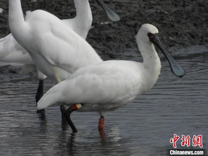 黑脸琵鹭是国家一级保护动物 广东省林业局 供图