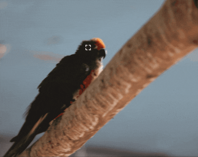 历史新低价格诱人 佳能全画幅微单EOS R6值得买吗?