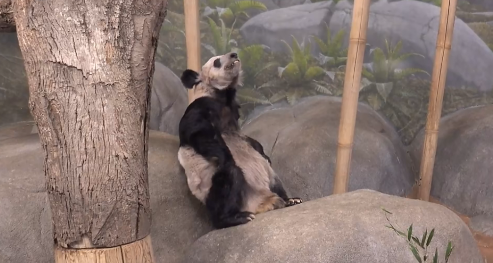 被质疑遭受“虐待”的旅美大熊猫 总算要接回来了
