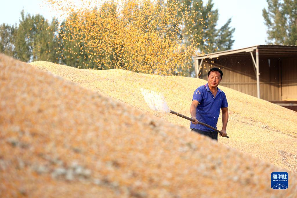 10月29日,在山东省滨州市一家粮食收购企业,工作人员整理刚收购的玉米
