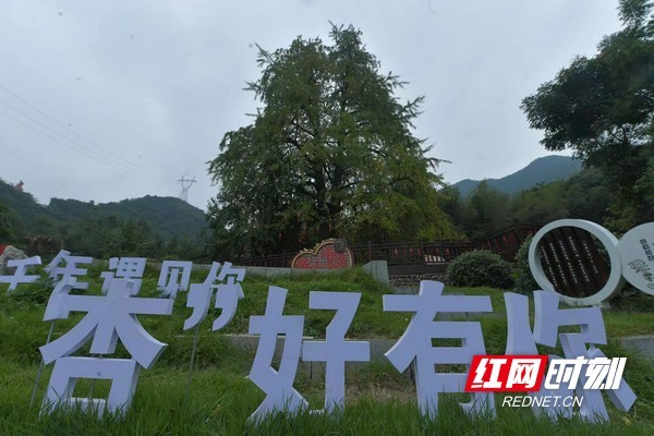 古银杏林一景。.jpg