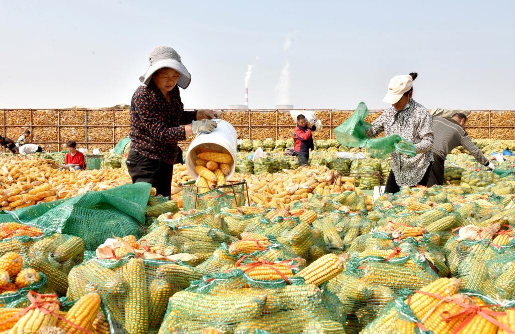 10月10日,河北邢台市南和区河郭镇辛庄村农民在收储玉米.