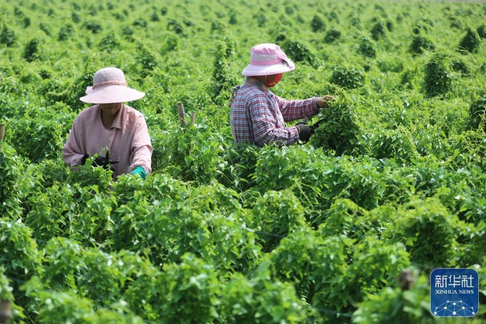 6月20日,河南省焦作市温县黄庄镇西林肇村农民在铁棍山药种植基地